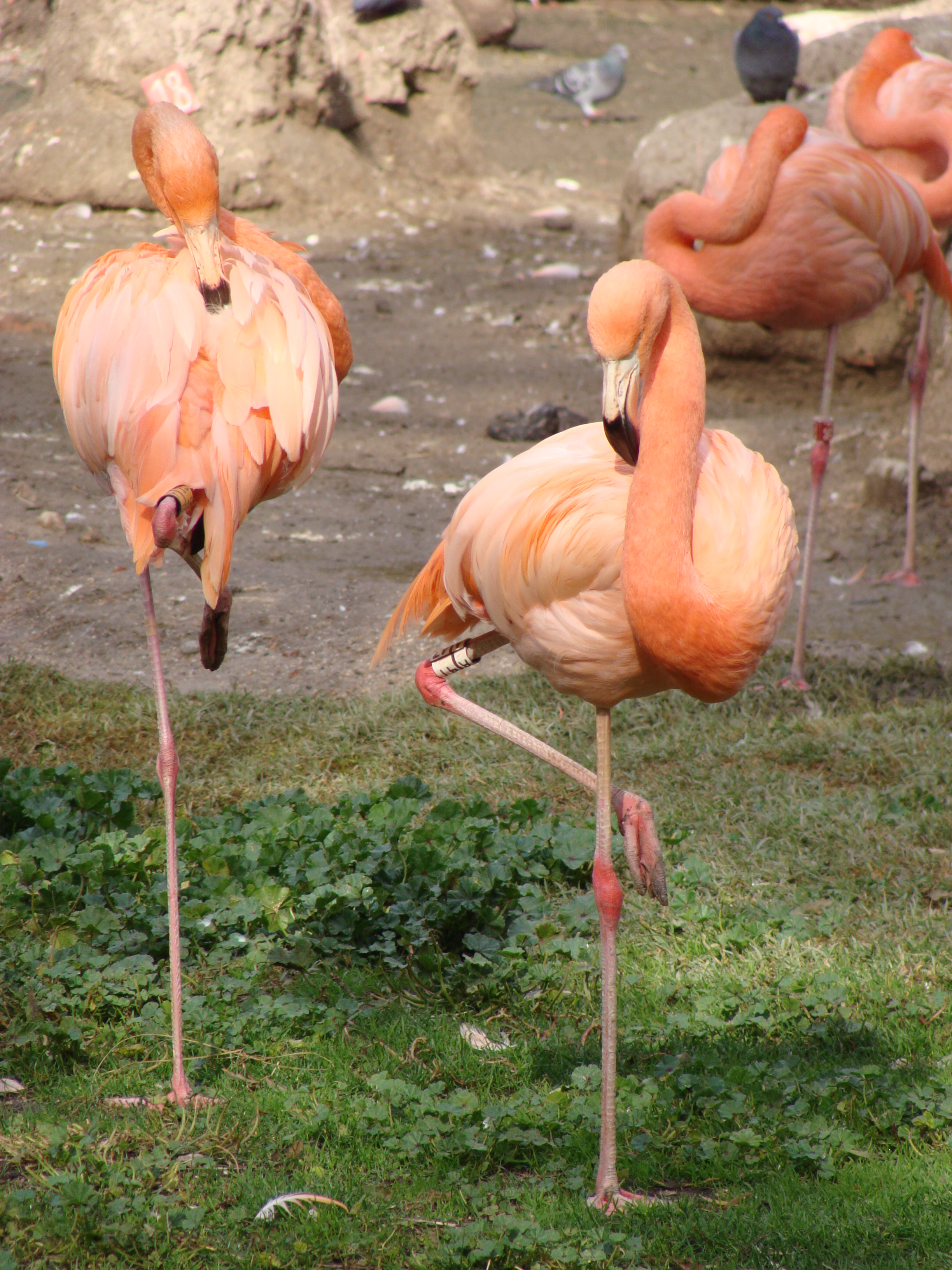 Zoo Aquarium Madrid